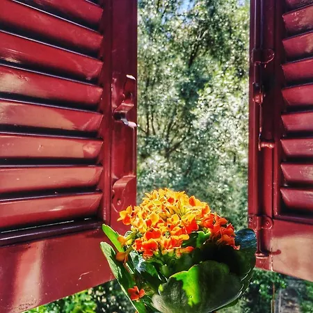 Camelia Apartahotel 3*